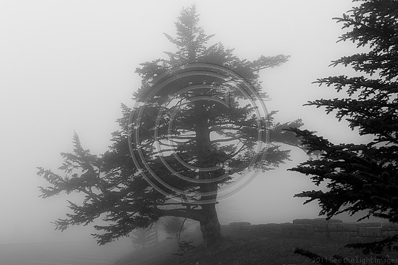 Fog on the Mountain -3561