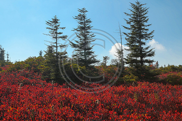 Dolly Sods