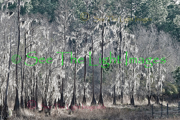 Okefenokee