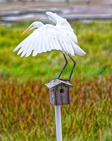 Egret on Birdhouse