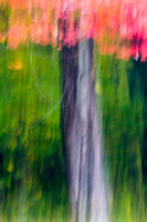 Fall Colors