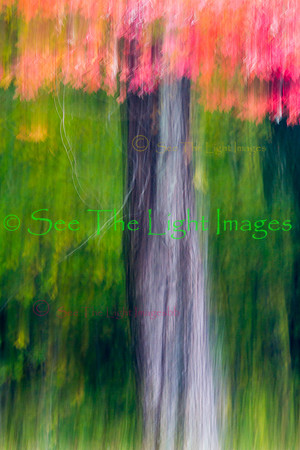 Oak Abstract