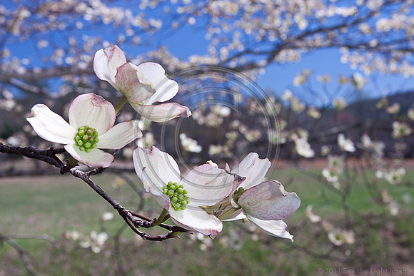 dogwood in bloom