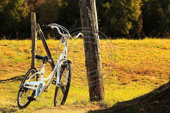 1614-Bicycle and Post