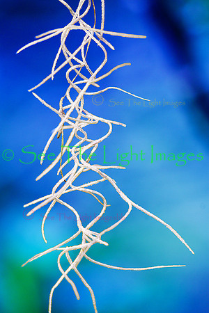 Spanish Moss - Winter