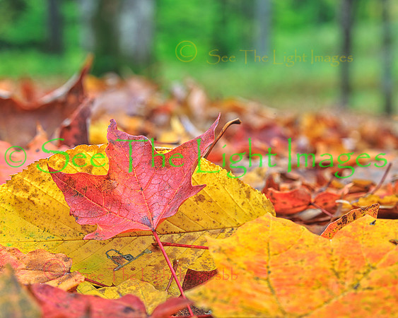 Deciduous Forest