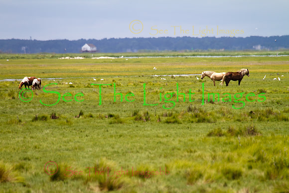 Salt Marsh Ponies