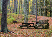 Fall Colors