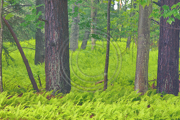 Blackwater Forest
