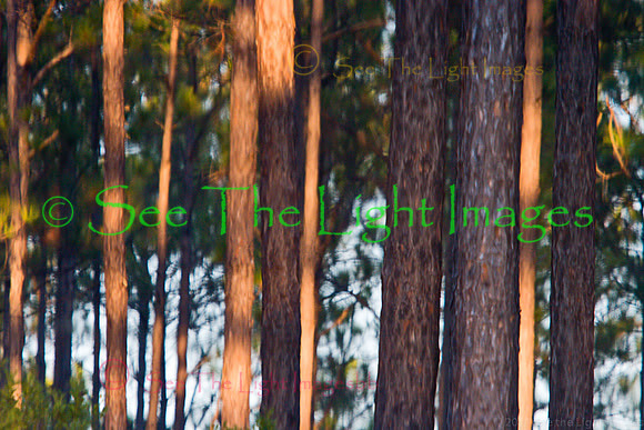 Okefenokee Swamp