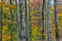 Fall Colors