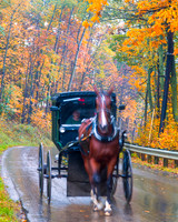 Fall Colors