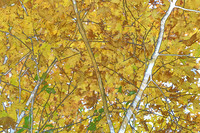 Fall Colors