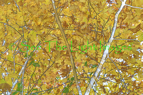 Sugar Maple Abstract