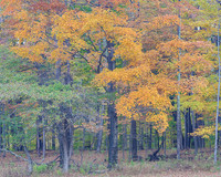 Fall Colors