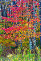 Fall Colors