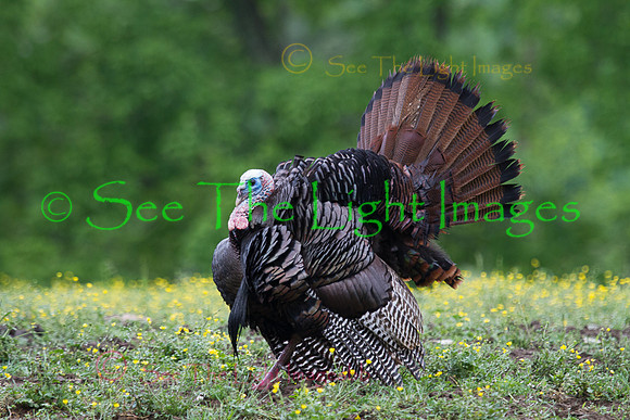 Wild Turkey