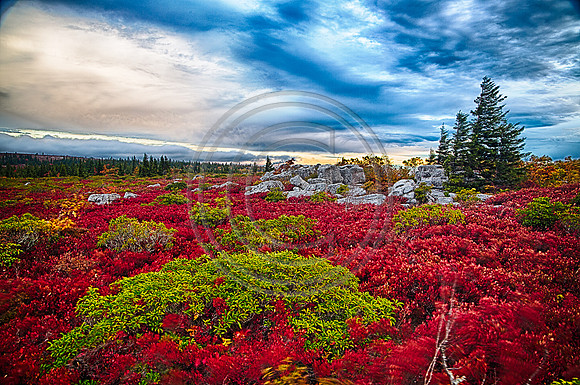 Dolly Sods Wilderness