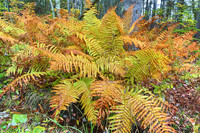 Fall Colors