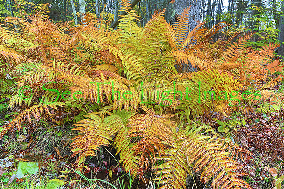 Cinnamon Fern
