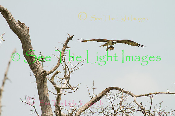 ©-6825