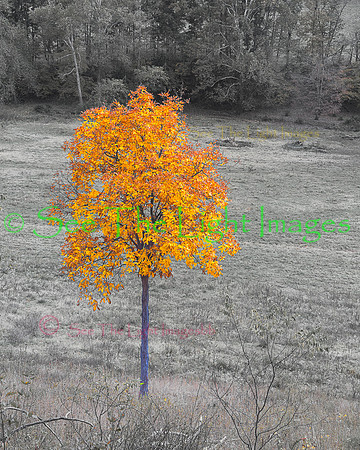 Lone Hickory