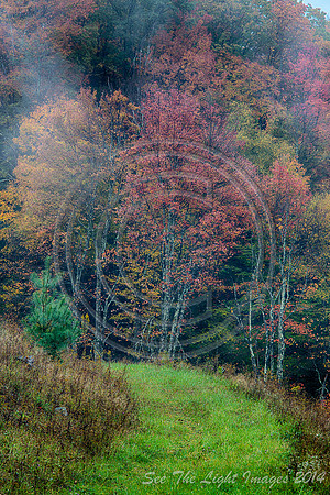 Into the Woods