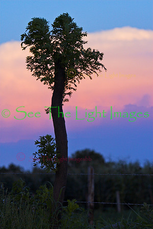 0749 master tree