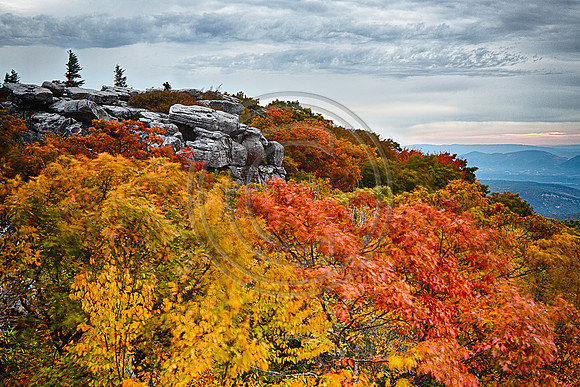 Autumn Glory
